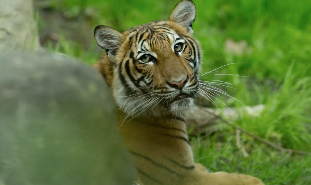 Bronx Zoo Tiger Tests Positive For COVID-19