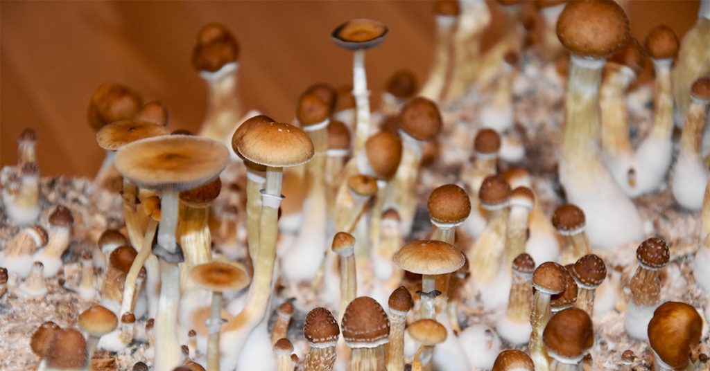 Psychedelic Mushrooms Legalized in DC – Give Them to the Blacks?