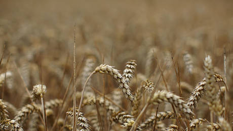 Kremlin reveals cause of looming food crisis