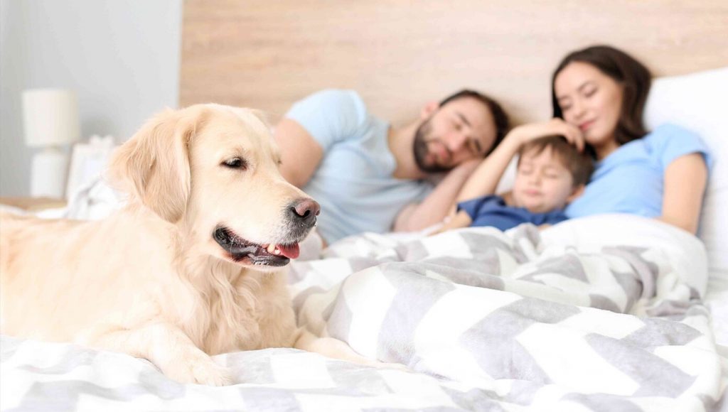 SATIRE – Dog Graciously Allows Owners To Sleep In His Bed