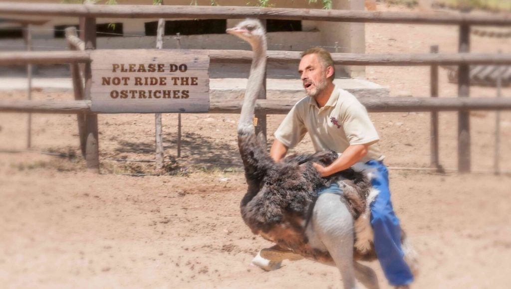 SATIRE – ‘Up Yours, Woke Moralists!’ Cries Jordan Peterson While Attempting To Ride The Ostriches At The Zoo