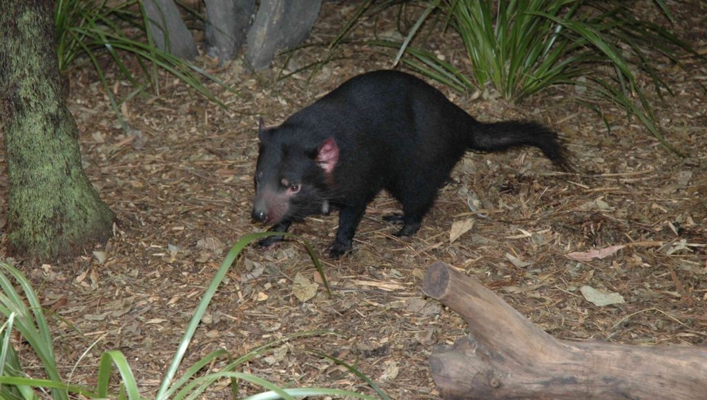SATIRE – Tasmanian Devil Continues To Disappoint Zoo Guests