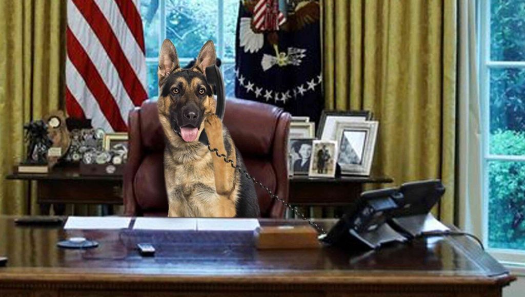 SATIRE – Source Confirms White House Dog Has Been Running Country During Biden’s COVID Isolation