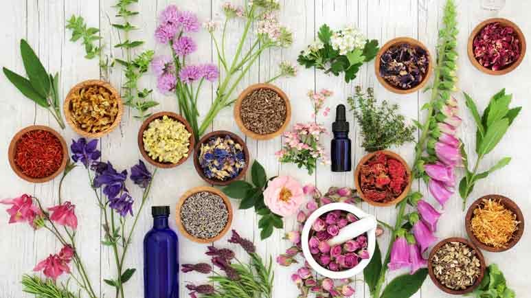 How to Use the Top 10 Medicinal Plants and Herbs