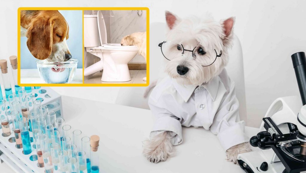 SATIRE – Dog Scientists Determine Water From Toilet Contains Essential Vitamins Not Found In Water Bowl