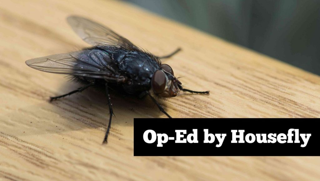 SATIRE – This House Is Mine Now – Op-Ed By Housefly That Just Came In At The Same Time As You