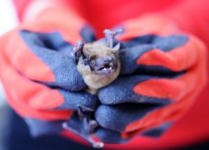 ‘This must be a joke’: NIH issues another grant for bat coronavirus research