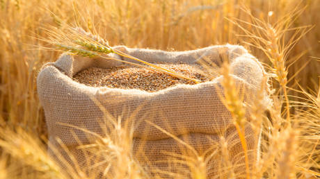 ‘Exceptional’ Russian harvest lowers global wheat prices – FT