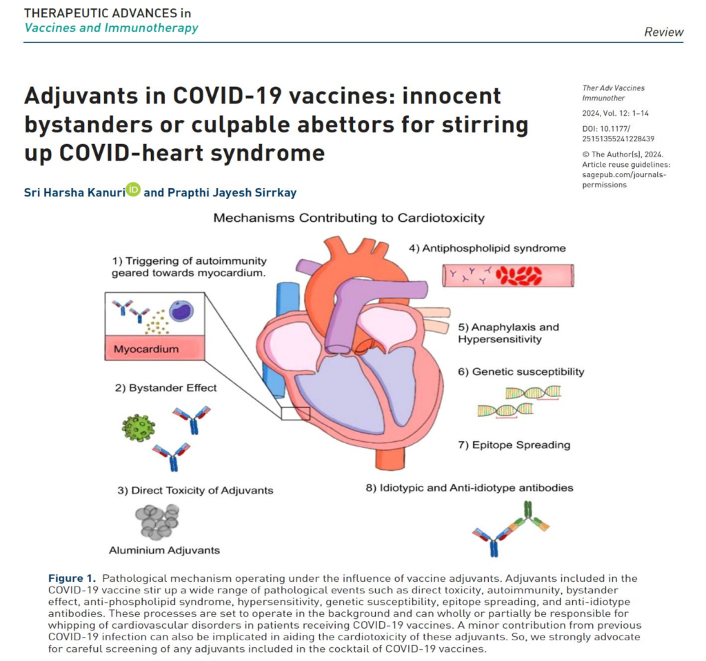 Role of COVID-19 Vaccine Adjuvants in Cardiotoxicity