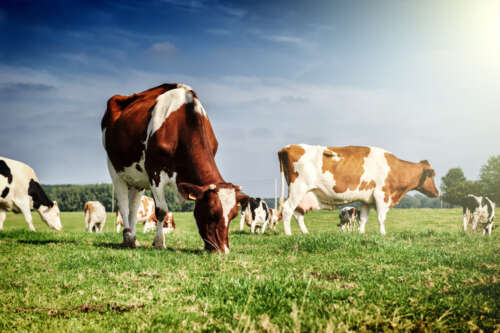 US Cattle Herd At 73-Year Lows As Retail Beef Prices At Record Highs