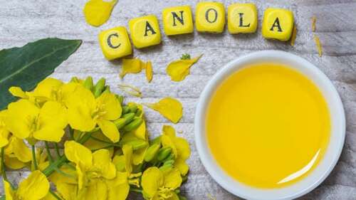 Canola Oil Proven to Destroy Your Body and Mind