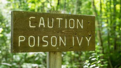 Best Home Remedies for Poison Ivy
