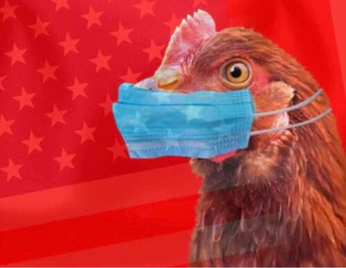 Is Bird Flu the Pandemic of Choice to Exploit the 2024 Election?
