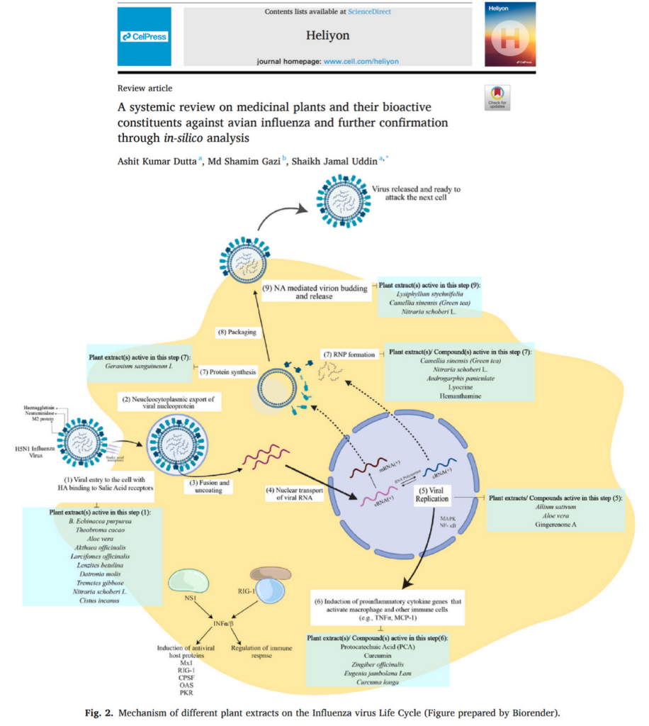 Natural Compounds that Target and Disrupt Bird Flu