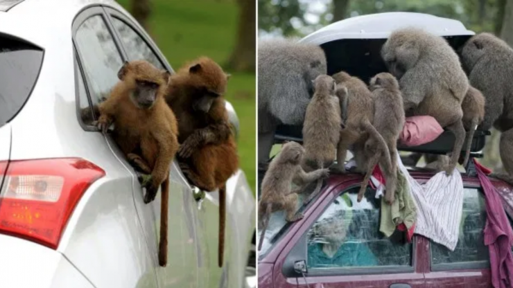 Baboons Prowl UK Safari Park “Carrying Knives & Chainsaws”, Sparking Chaos
