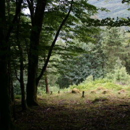 The Gods of the Forest