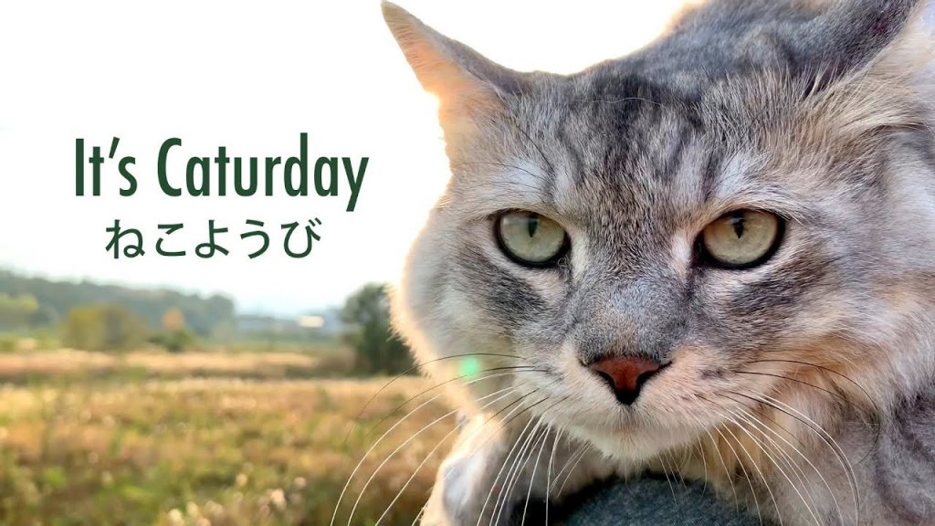 Caturday Disinformation Meme Mania