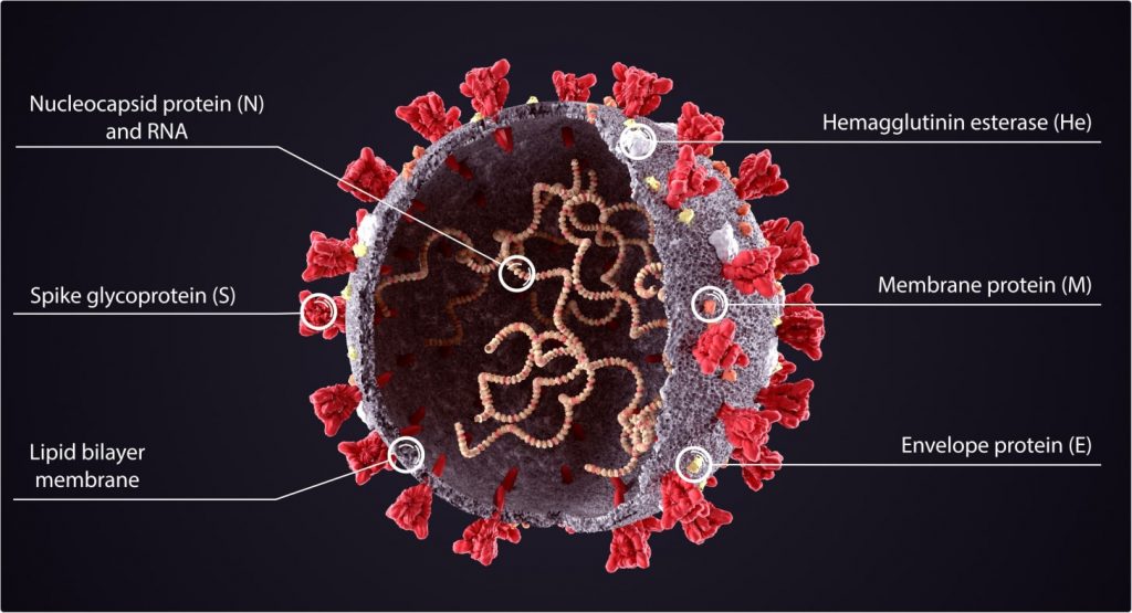 The story of N-antibodies and why they are so important