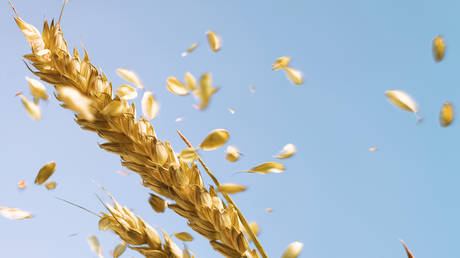 ‘Almost a quarter’ of humanity could go hungry – European leader