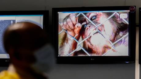 Rare monkeypox outbreak: What you need to know