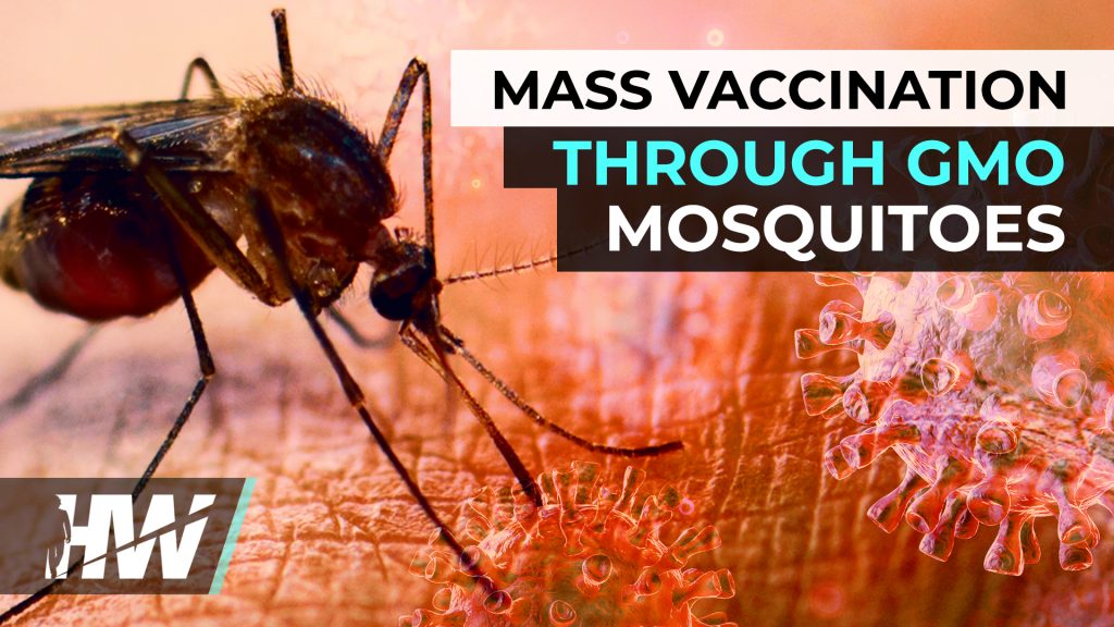 MASS VACCINATION THROUGH GMO MOSQUITOES?