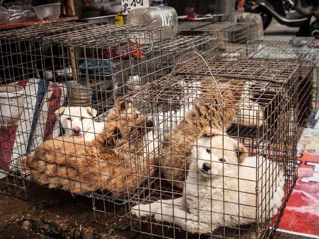 Chinese Torture and Eat Man’s Best Friend