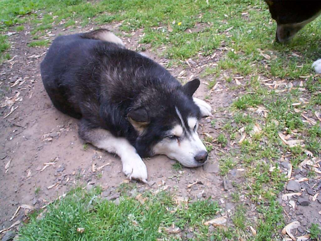 Dying Pet Taught Old Man About Suffering & Endurance