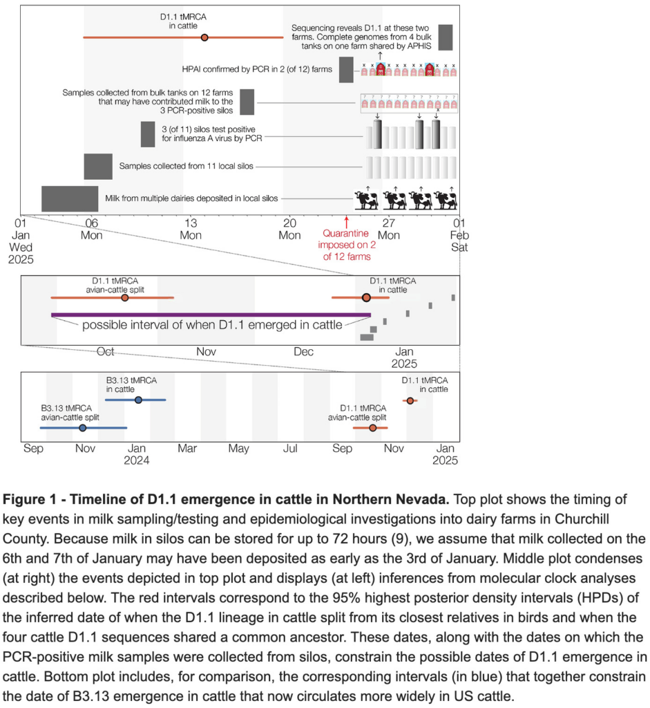 H5N1 Genotype D1.1: Understanding Its Evolution, Risks, and Public Health Solutions