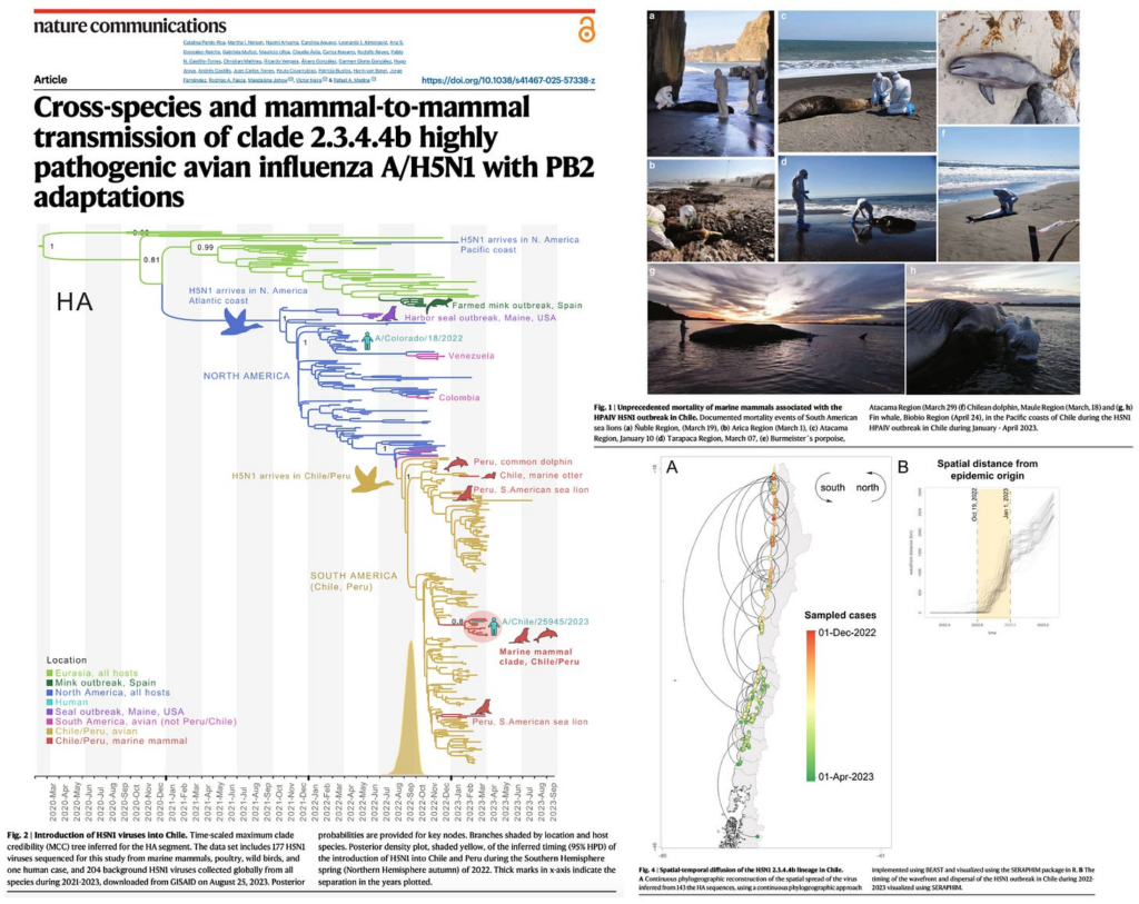NEW STUDY – Sustained Mammal-to-Mammal Transmission of H5N1 Clade 2.3.4.4b