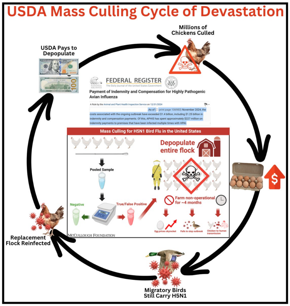 RFK Jr. – “Most of our scientists are against the [H5N1 bird flu] culling operation.”