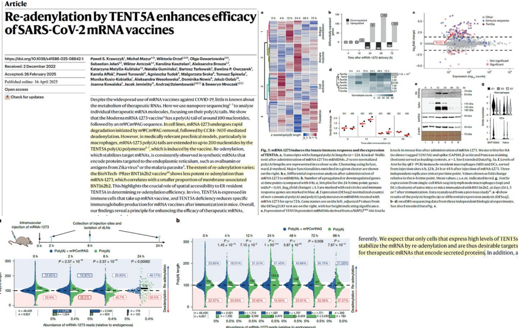 BREAKING–Endogenous Re-adenylation by TENT5A Prolongs Life of SARS-CoV-2 mRNA Vaccines in Human Cells
