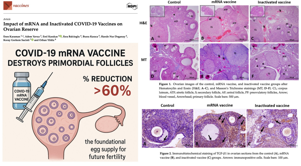 BREAKING: COVID-19 mRNA Shots Destroy Over 60% of Women’s Non-Renewable Egg Supply