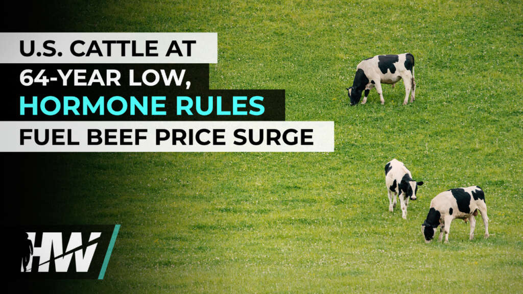 U.S. CATTLE AT 64-YEAR LOW, HORMONE RULES FUEL BEEF PRICE SURGE