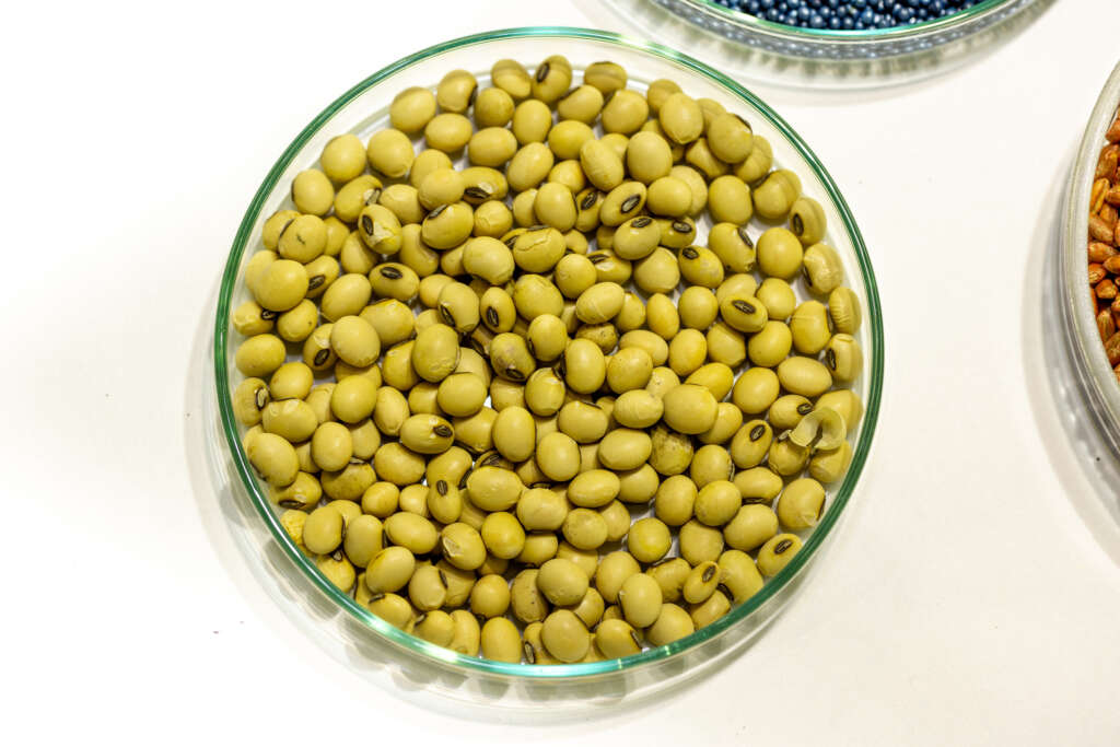 Bayer’s New Soybean Tolerates Five Herbicides