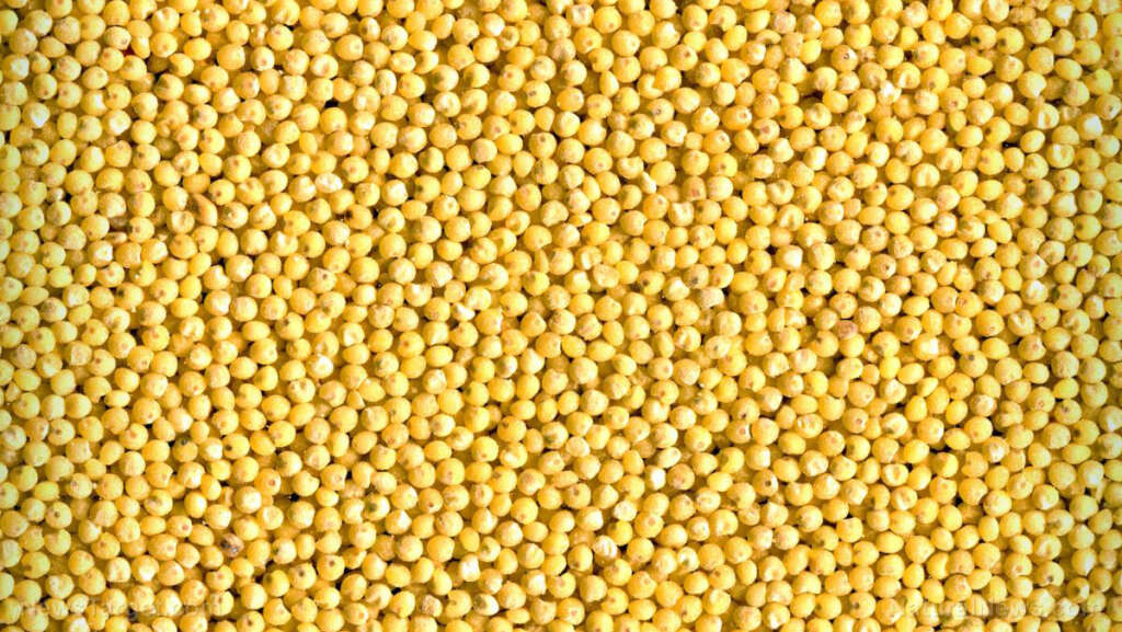 The Bronze Ageâ€™s silent revolution: How a grain transformed society â€” and why it matters today