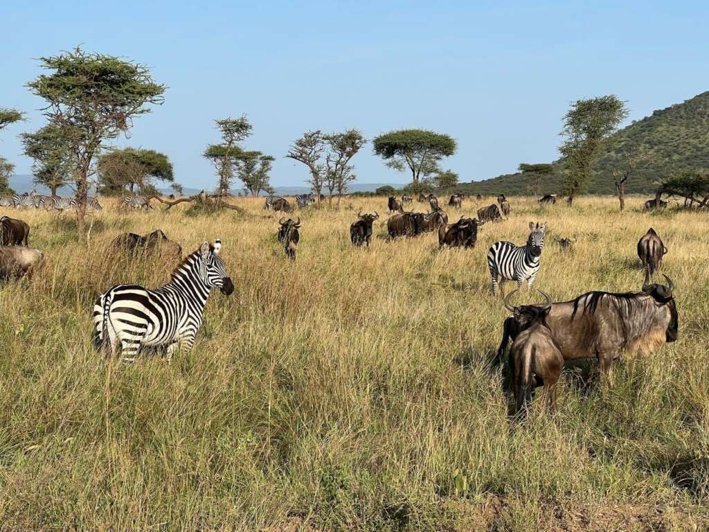 Departing Serengeti Thrill