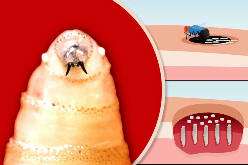 USDA Suspends Cattle Imports at Southern Border Over New World Screwworm Threat