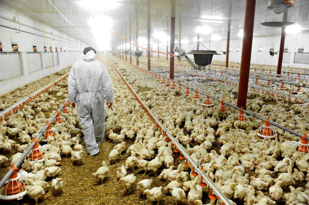 Global markets reeling as Brazilâ€™s bird flu outbreak tests trade resilience