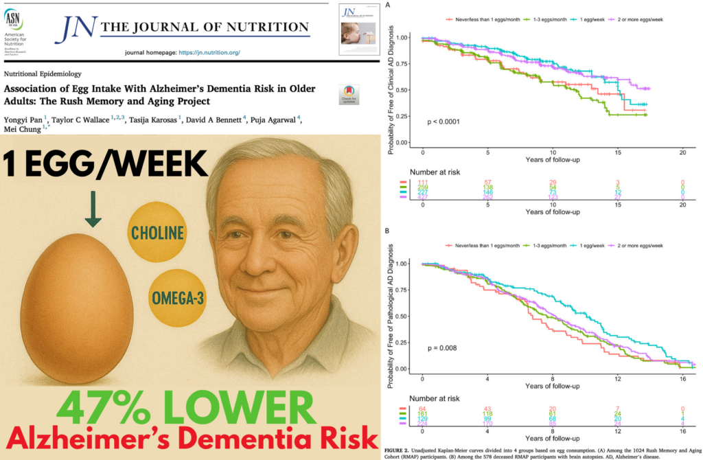 STUDY: Just One Egg a Week Slashes Alzheimer’s Risk by Nearly HALF