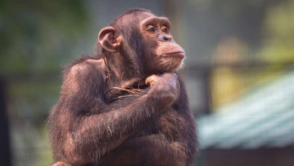 Meet Hank, The Autistic Chimpanzee Who Runs Gavin Newsom’s X Account (Satire)