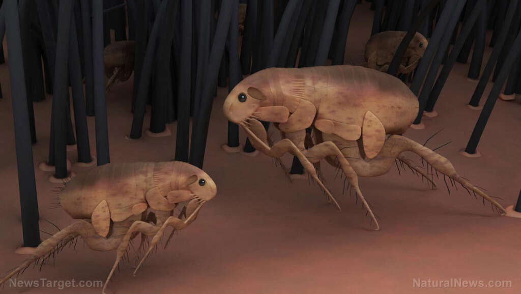 Plague cases spark outbreak concerns in western U.S.