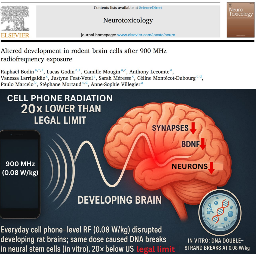 NEW STUDY: Cell Phone Radiation at 20× Below Legal Limit Induced Brain Damage in Rats