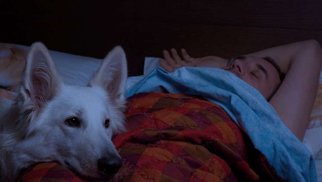 Man Who Needs To Wake Up Early Sets Dog To Vomit At 5:00 AM (Satire)