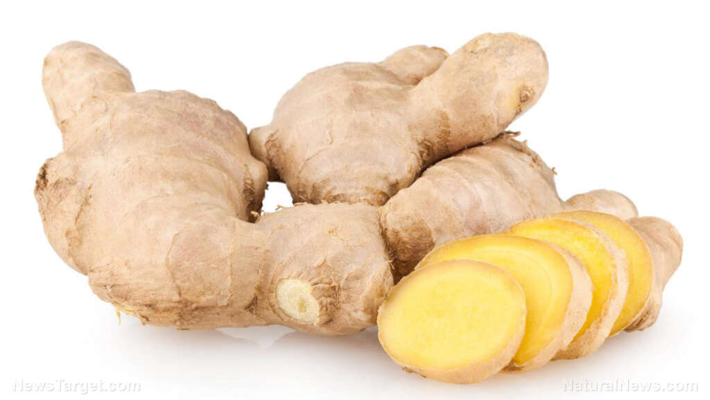 The primary compound in ginger ACTIVATES immune cells