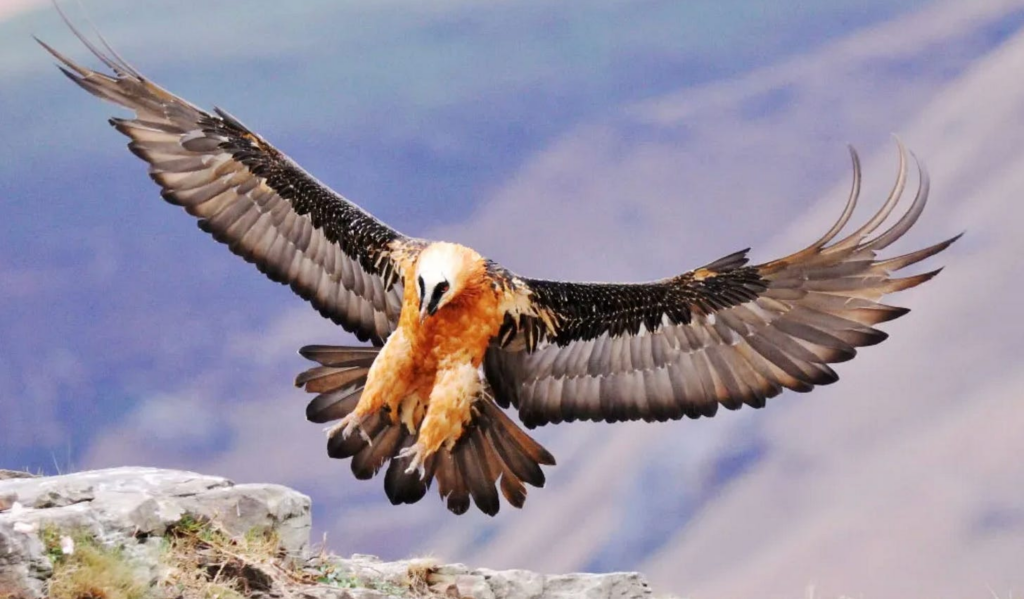 650-Year-Old Shoe Found in Vulture’s Nest