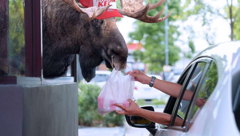 With Government Shutdown Closing National Parks, Moose Forced to Find New Jobs (Satire)