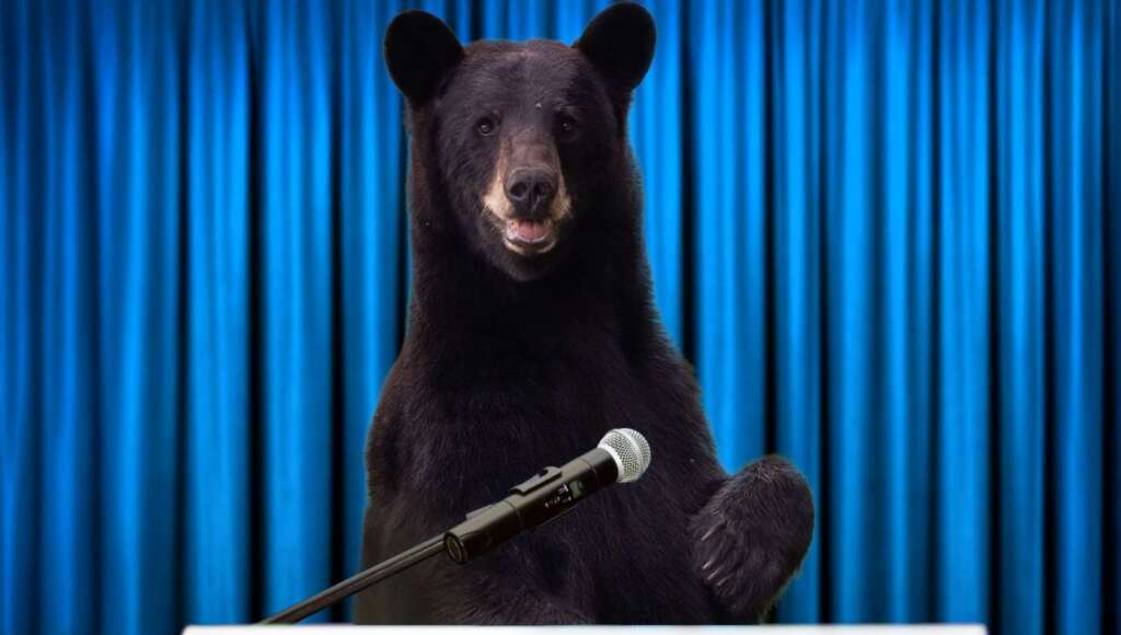 Black Bears Demand To Be Referred To As ‘Bears Of Color’ (Satire)