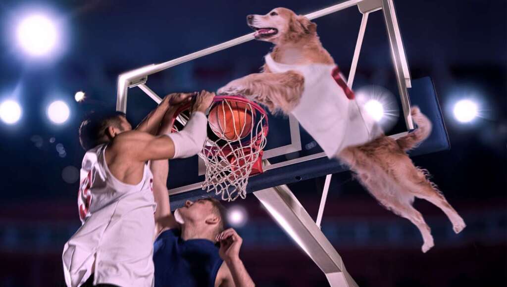 With Most Players Arrested For Gambling, Air Bud Finally Called Up To NBA (Satire)