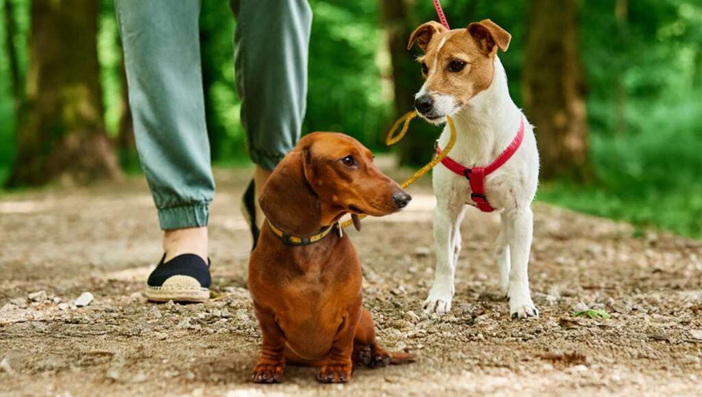 Liberal’s Emotional Support Dog Gets Emotional Support Dog (Satire)