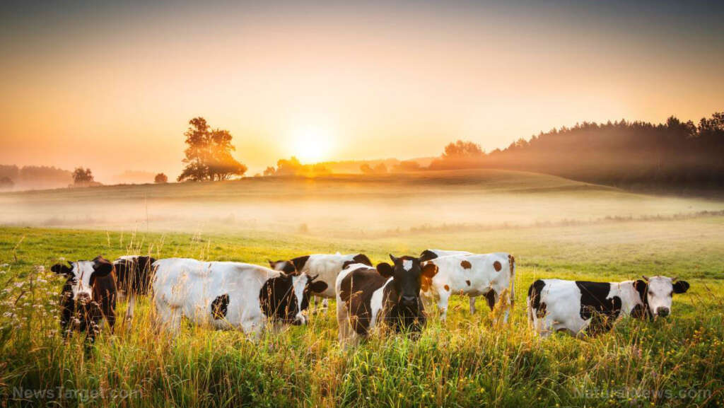 Farmers sound alarm: Woke methane policy causing mass cattle deaths, milk shortages